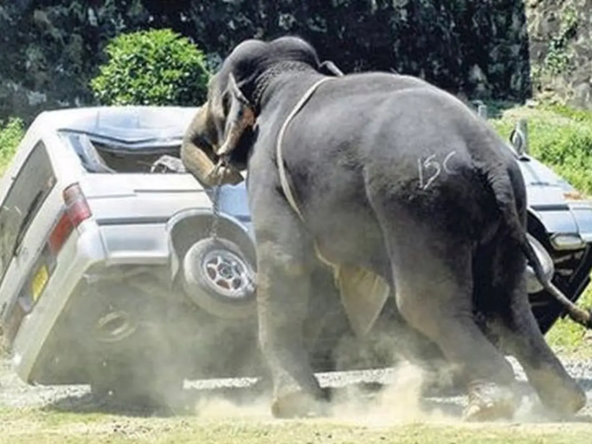 man animal conflict